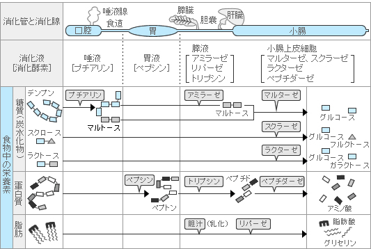 三大栄養素の消化