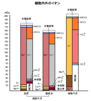 体液の区分とその組成