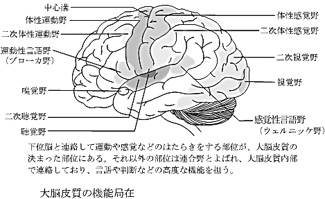 大脳皮質の機能局在
