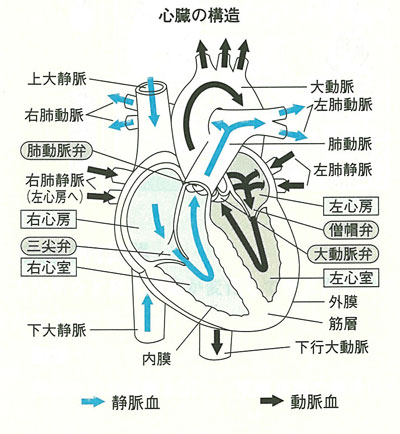 心臓の構造