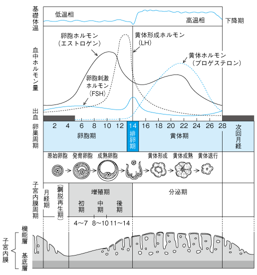 性周期