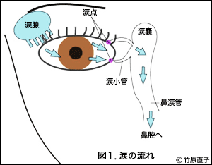 涙の流れ