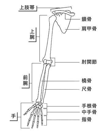 上肢骨