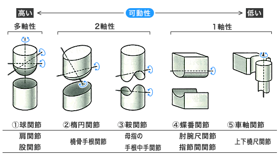 関節の種類