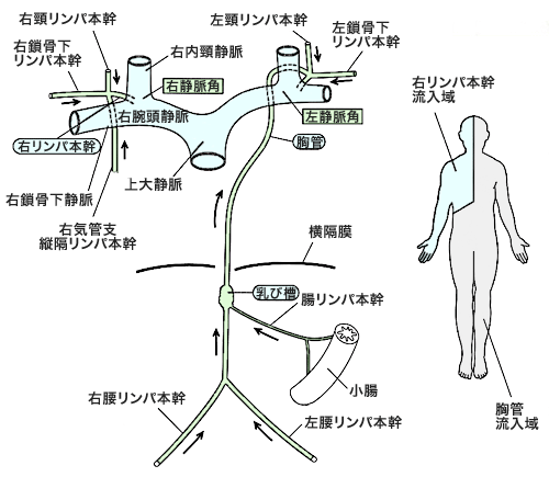 リンパ系とリンパ管の分布