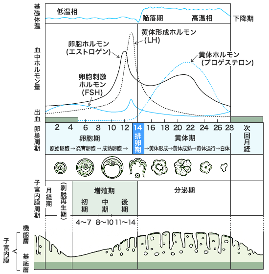 女性の性周期