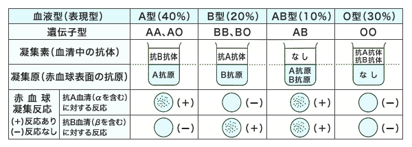 血液型の凝集原と凝集素