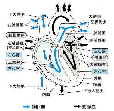 心臓の構造