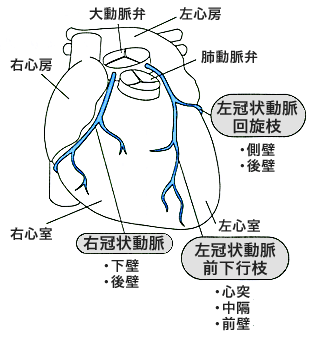 冠状動脈と栄養する部位