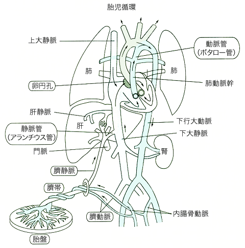 胎児循環