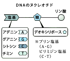 DNAのヌクレオチド