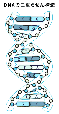 DNAの二重らせん構造