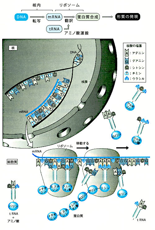 アミノ酸運搬