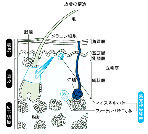 皮膚の構造