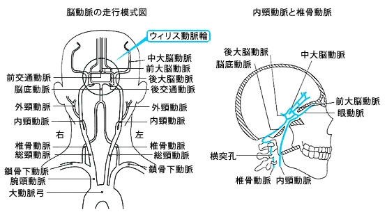 頭部の血管