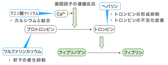 血液凝固と抗凝固薬の作用