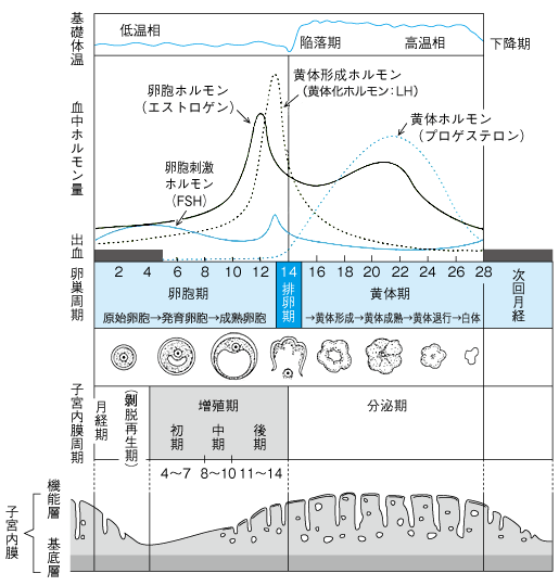 性周期