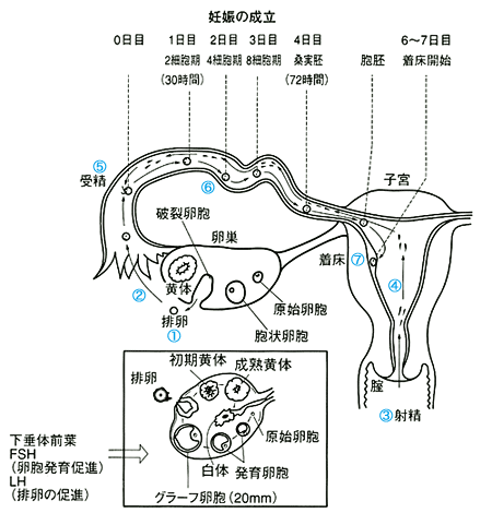 妊娠の成立