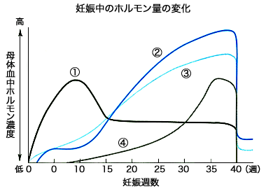 妊娠中のホルモン量の変化