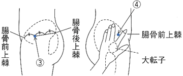 筋肉内注射の注射部位