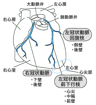 冠状動脈と栄養する部位