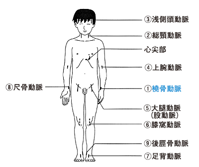 脈の位置