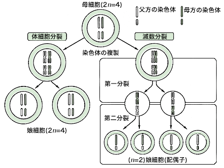 違い と の 分裂 分裂 減数 体 細胞