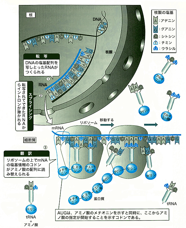 細胞