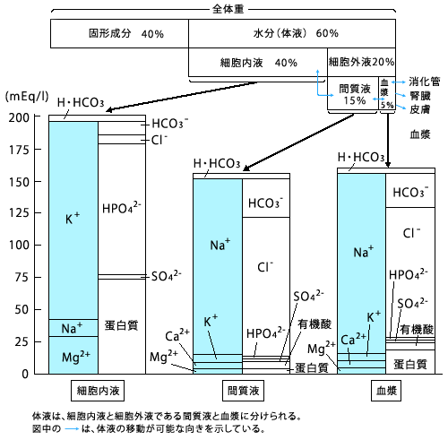 細胞内外のイオン