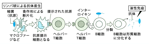 液性免疫