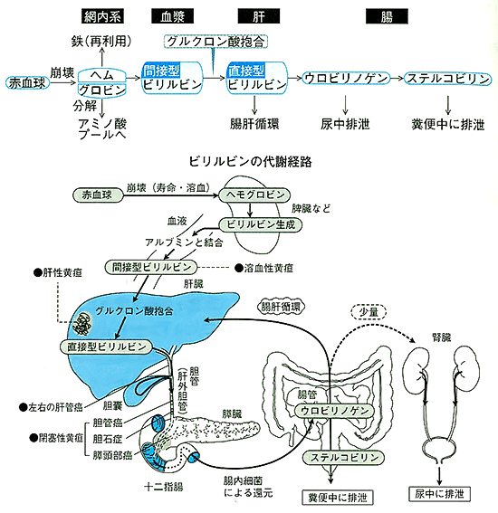 ビリルビン代謝