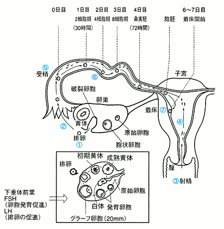 妊娠の成立