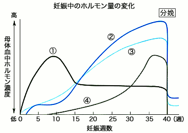 妊娠中のホルモン量の変化