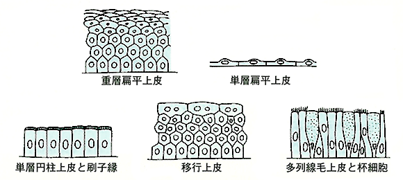 線毛上皮細胞