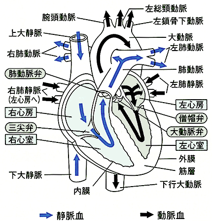 心臓の構造