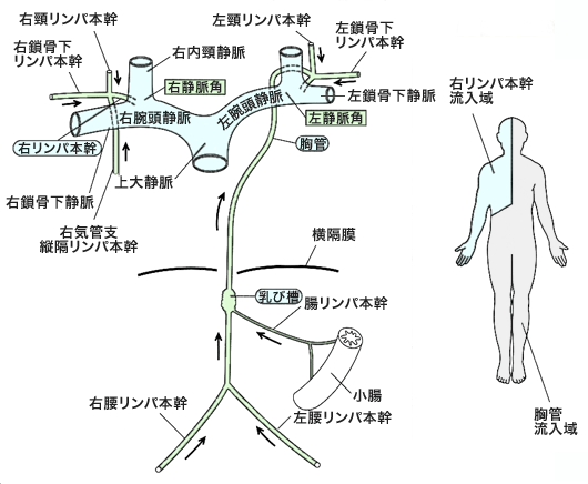 リンパ系とリンパ管の分布