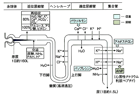 尿細管における再吸収・分泌