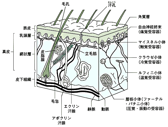 皮膚の構造