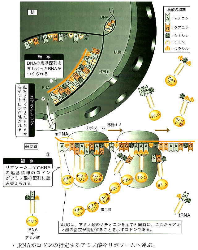 細胞