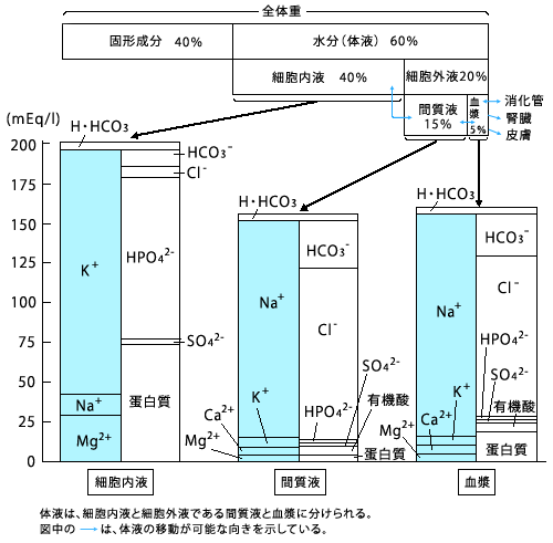 体液のイオン組成