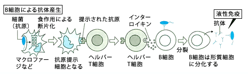 B細胞による抗体産生