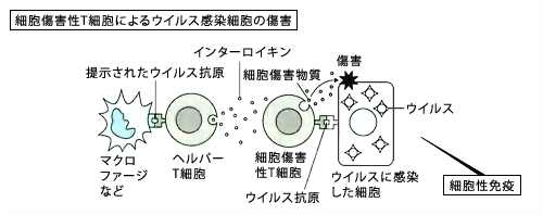 細胞傷害性T細胞によるウイルス細胞の障害