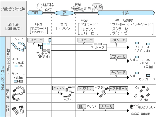 消化のしくみ