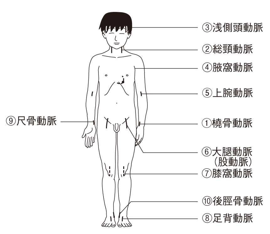 脈拍の測定部位