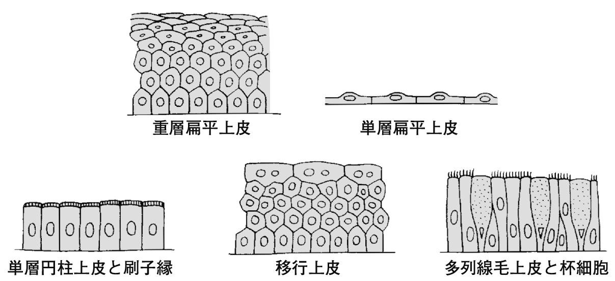 上皮組織