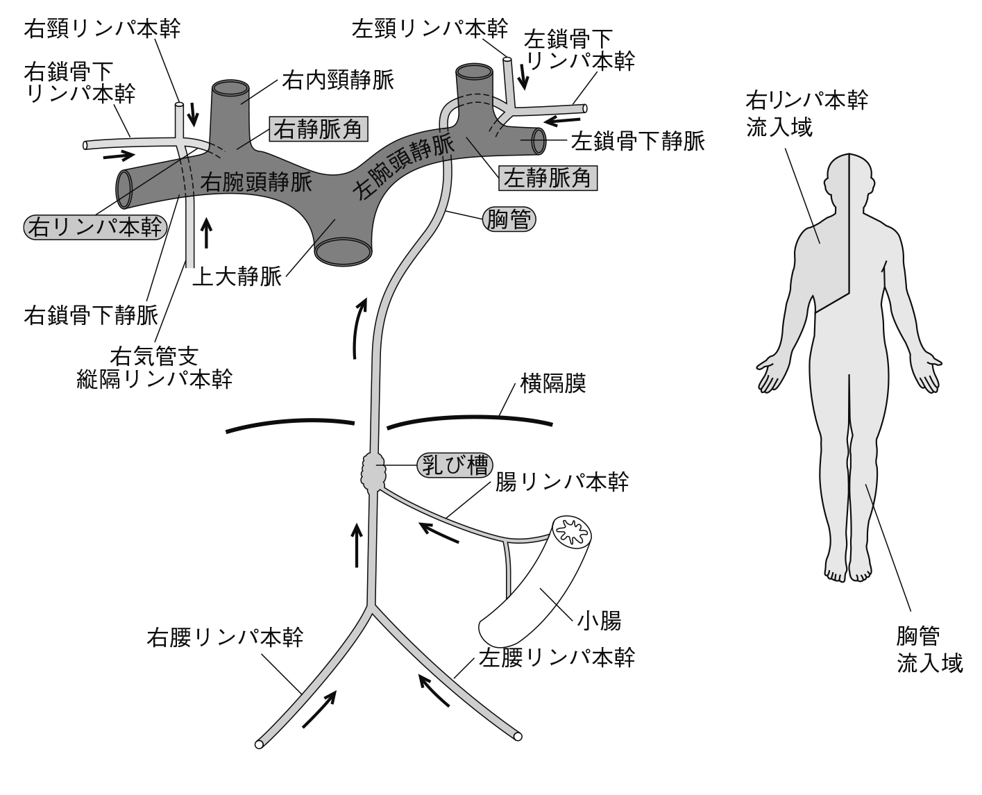 リンパ系とリンパ管の分布