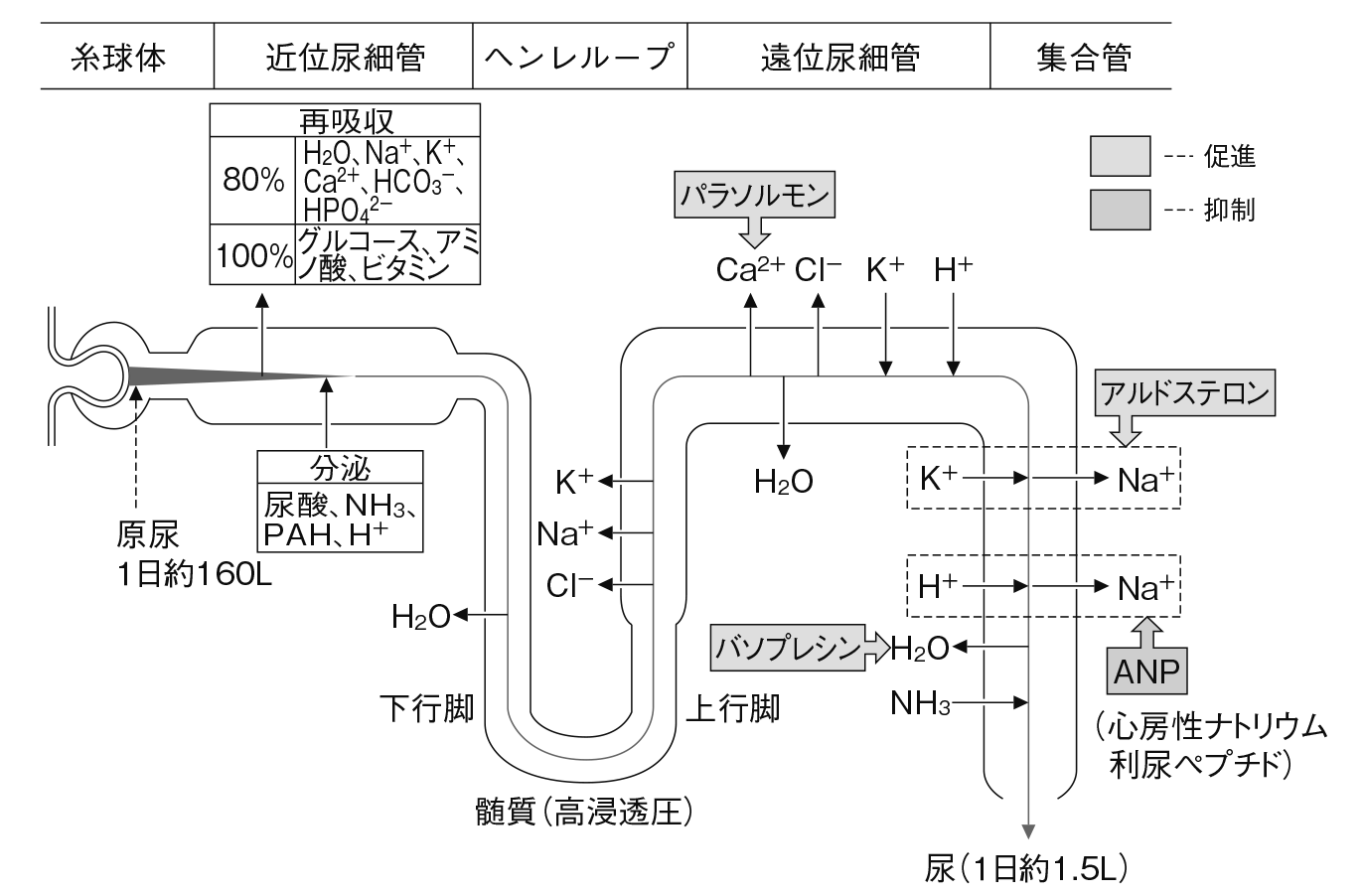 尿細管における再吸収・分泌