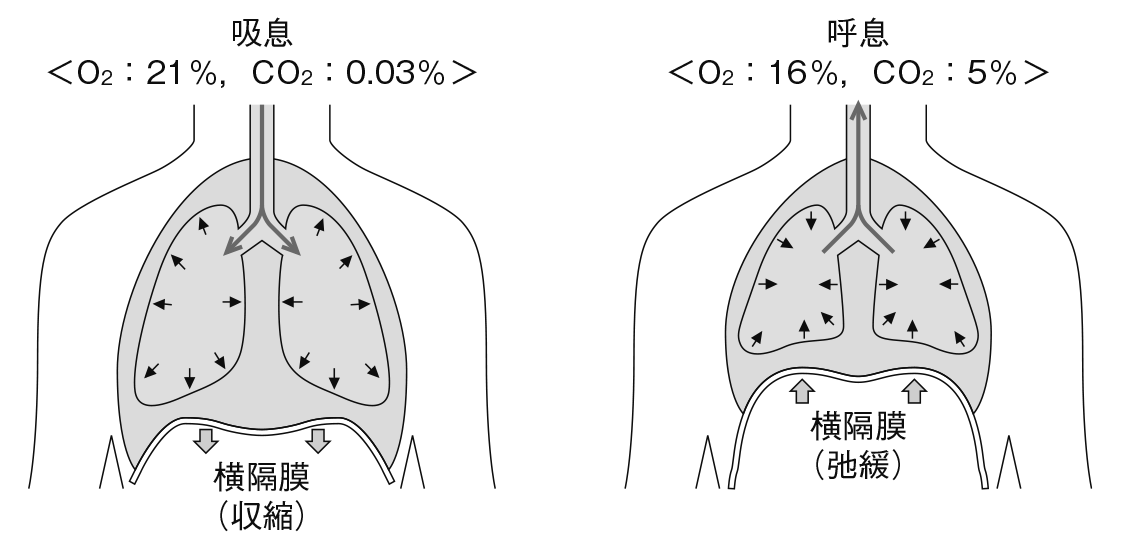 吸息・呼息