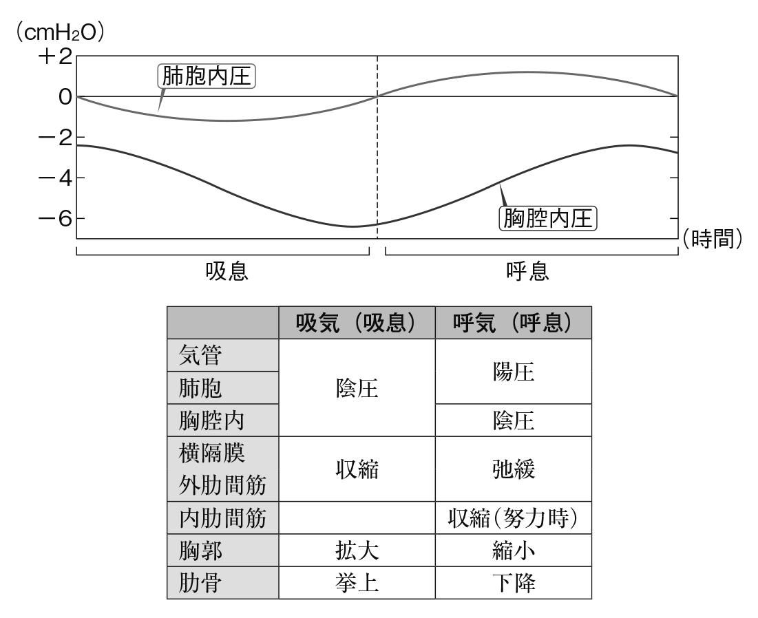 吸息・呼息