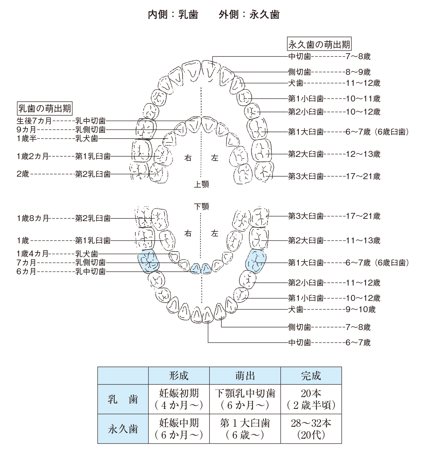 乳歯と永久歯